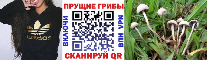 Псилоцибиновые грибы мицелий  Донской 